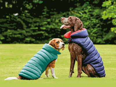 Dog Jacket Specialbuys GIF